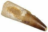 Real Fossil Spinosaurus Tooth - Huge Dinosaur Tooth #276380-1